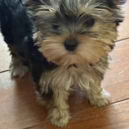 Yorkshire Terrier Puppies from Kathryn's Yorkies