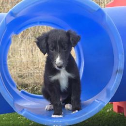 4K - Black male Silken Windhound puppy in Hanna, Oklahoma from Daybreak Silken Windhounds