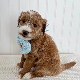 Brown collar boy - Red  male Goldendoodle puppy in Newcastle, Oklahoma from Ritzy Creek Doodles