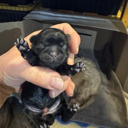Girl 2 - Black gold and white female Shih Tzu puppy in Augusta, Maine from Zulas Shih Tzu of Maine