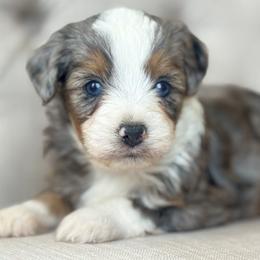 Fall🍁 - Blue merle male Miniature Australian Shepherd puppy in Granbury, Texas from Triple Cross Doodles