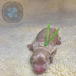 Creamer - Apricot male Goldendoodle puppy in Summerville, South Carolina from Pawmazing Doodles