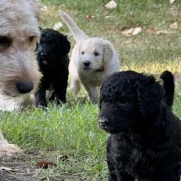 Goldendoodle puppies from Haynes F1b Golden Puppies