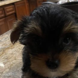 Yorkshire Terriers from Sandra's Pups