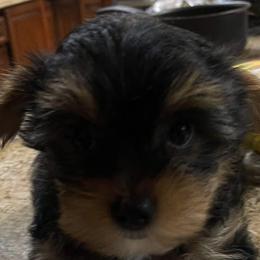 Yorkshire Terriers from Sandra's Pups