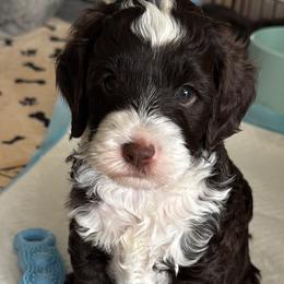 Boy 1 - Chocolate male Australian Labradoodle puppy in Sacramento, California from Delta Breeze Labradoodles