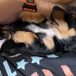 Dachshund Puppies from Witchy Woman’s Wiener’s