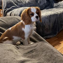 Teddy - Blenheim male Cavalier King Charles Spaniel puppy in Jersey Shore, Pennsylvania from FairHawk Downs