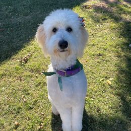 Lucy - Goldendoodle