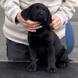 Purple collar - Black female Labrador Retriever puppy in Buckeye, Arizona from Foothills Labrador Retrievers