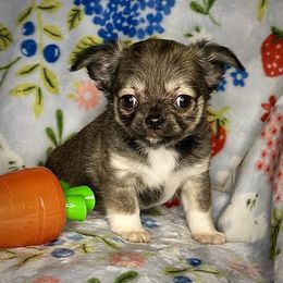 Bernie - Fawn Chihuahua puppy in Niagara County, New York from Coolballow Chihuahuas