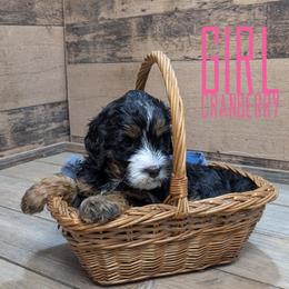 Cranberry - Tri-color female Bernedoodle puppy in Cambridge, Minnesota from Country Meadow Doodles