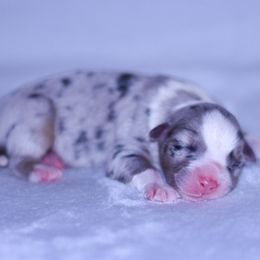 Olaf - Blue merle male Australian Shepherd puppy in Easton, Missouri from MMA Kennel