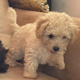 Poodles from Pawsome Poodles