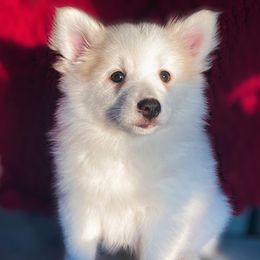Pomskies from CNY Pocket Pomskies