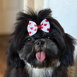 Shih Tzus from Canyonside Shih Tzus