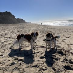 Nederlandse Kooikerhondje Puppies from LoWi kooikers
