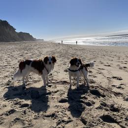 Nederlandse Kooikerhondje Puppies from LoWi kooikers