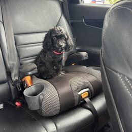 Jack - Cavapoo