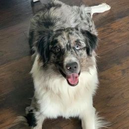 Floki - Australian Shepherd