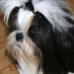 Dale’ - Shih Tzu
