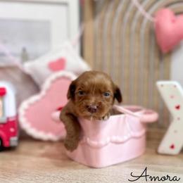 Amora - Caramel red female Australian Labradoodle puppy in Palmdale, California from Doodles_Ko