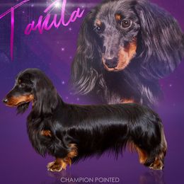 Tanita - Dachshund