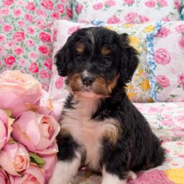 Nancy - Tri-color female Bernedoodle puppy in Kilgore, Texas from Furry Tail Doodles