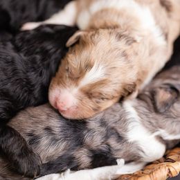 Aussiedoodle and Poodle Puppies from Stokeshire Designer Doodles