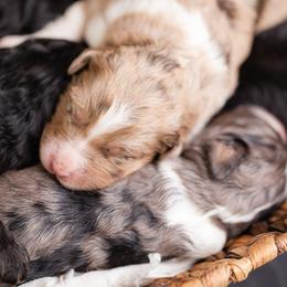 Aussiedoodle and Poodle Puppies from Stokeshire Designer Doodles