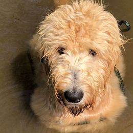 Goldendoodles from Sand Lake Doodles