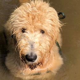 Goldendoodles from Sand Lake Doodles