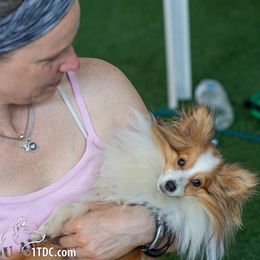Shetland Sheepdog All Grown Up from Fox Point Farm Toy Shelties
