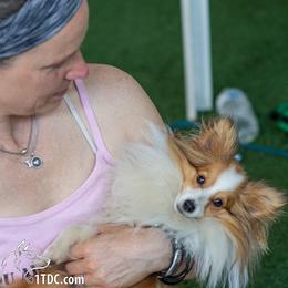 Shetland Sheepdog All Grown Up from Fox Point Farm Toy Shelties
