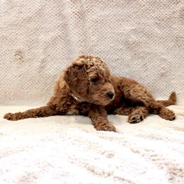 Jordan - Red  female Goldendoodle puppy in Payson, Utah from Mountainside Goldendoodle