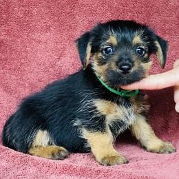 Green Collar Female - Black and tan female Norfolk Terrier puppy in Bristol, Tennessee from Holston Hollow Farm