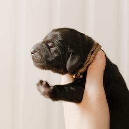 Willie - Brown Collar - Black male Goldendoodle puppy in Newell, Iowa from Front Porch Goldens