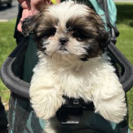 Boy 2 - Tricolor male Shih Tzu puppy in Wooster, Ohio from Mending Hearts Shih Tzu's