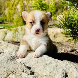 Alfred - Red male Pembroke Welsh Corgi puppy in Manchester, Kentucky from Riverside Corgis