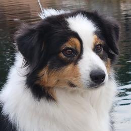 Nala - Australian Shepherd