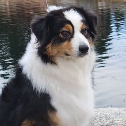Nala - Australian Shepherd