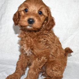 Tizzy - Red  female Goldendoodle puppy in Jasper, Indiana from Hilltop Pups LLC