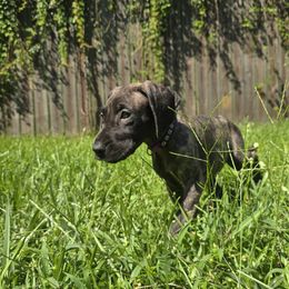 Doberman Pinscher and Great Dane Puppies from Draggin Dobermans & Great Danes