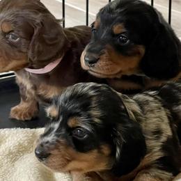 Dachshunds from Dawn's Dachshunds