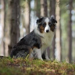 Izzy - Miniature American Shepherd