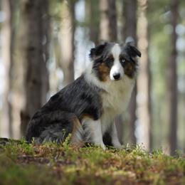 Izzy - Miniature American Shepherd