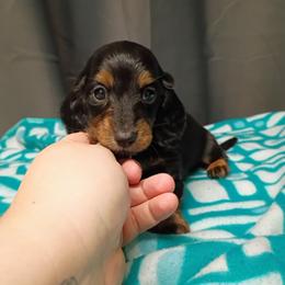 Rowan - Black and tan male Dachshund puppy in Pasco, Washington from G & G Kennel