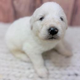Roy - black collar - White male Great Pyrenees puppy in San Marcos, California from Faith Family Freedom Farm