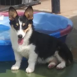 American Corgis, Companion Crosses, and Pembroke Welsh Corgis from Morgans Country Corgis