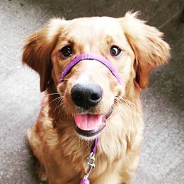 Border Collies and Golden Retrievers from S & E Goldens